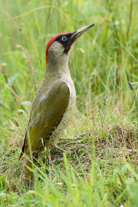 Green Woodpecker (Picus viridis) Australian Pink Robin, Birds Pics, Australian Green Tree Frog, Green Woodpecker, Nz Native Insects, Biology Science, Sacred Kingfisher Australia, Sanguinaria Canadensis, Spotted Woodpecker