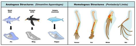 Analogous Structures, Homologous Structures, Evolution Activities, Comparative Anatomy, Dolphin Fin, Middle School Life, Biology Worksheet, Biology Classroom, Evolutionary Biology