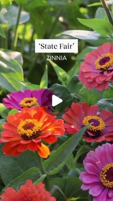 Burpee Gardening on Instagram: "When summer heats up, these flowers show up! No worries about wilting with these lovelies.

☀️ ‘Mandarin Orange’ Cosmos - Poor soil is no problem for these beauties.
☀️ ‘State Fair’ Zinnia - Jumbo 5” flowers in gorgeous brights.
☀️ ‘Kong Hybrid’ - Fast-growing giant.
☀️ ‘Raspberry Lemonade Mix’ Zinnia - This refreshing mix is so easy to grow.
☀️ ‘Boy O Boy’ Marigold - A nonstop show of yellow, gold, red and orange.

Shop our favorite heat tolerant varieties at the link in bio. 🔥" State Fair Zinnias, Orange Cosmos, Raspberry Lemonade, Red And Orange, State Fair, Mandarin Orange, Flower Show, Fast Growing, Garden Landscaping