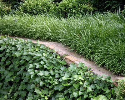 English ivy holds soil on a very steep slope, while liriope breaks rush of water off surface above. Pergola Ideas For Patio, Texas Landscaping, English Ivy, Ivy Plants, Sloped Garden, Garden Shrubs, Covered Pergola, Ground Cover Plants, Shade Trees