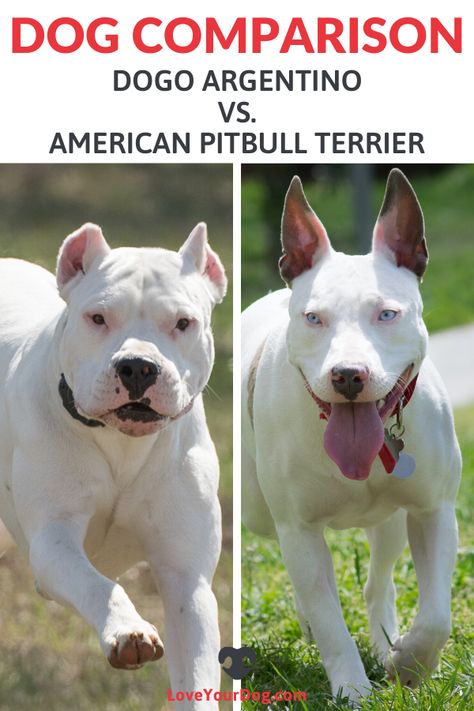 Doggo Argentino, Dogo Argentino Puppy, Dog Argentino, Dogo Argentino Dog, Mastiff Dog Breeds, Guard Dog Breeds, Teddy Dog, American Pitbull, Terrier Breeds