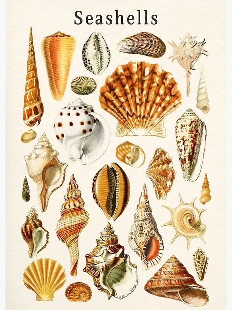 Póster for Sale con la obra «Tipos de conchas marinas» de KrisMakeGill | Redbubble Homework, A P, Posters Art Prints, Sea Shells, Poster Art, Pastel, Art Print, Fine Art, Art Prints