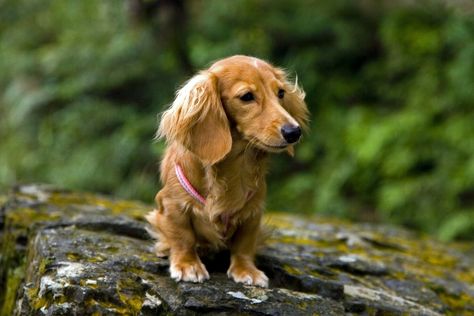 Cream Colored Long Haired Dachshund, Red Long Haired Dachshund, Shaded Red Long Haired Dachshund, Dachshund Coat, Long Hair Dachshund, English Cream Dachshund, Dachshund Long Haired, Dachshund Colors, Cream Dachshund