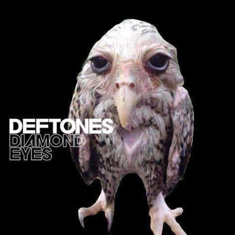 Deftones Eyes, Diamond Eyes Deftones, Deftones Owl, Cursed Miku, Deftones Diamond Eyes, Deftones Pfp, Wet Owl, Deftones Cat, Kay Core