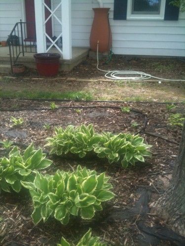 Planning a Shade Garden | The Hyper House Shade Flowers, Shade Perennials, Rain Barrel, Water Management, Shade Plants, Flower Bed, Farm Gardens, Shade Garden, Garden Planning