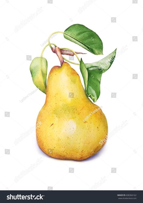 Pear Illustration, Shutterstock Images, Pear Fruit, Fruits Images, Watercolor Lessons, Botanical Painting, Pictures To Paint, Hand Illustration, Watercolor Clipart