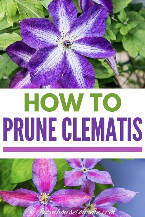 Learn all the tips and tricks for how to grow and prune Clematis with this gardening guide. It also has a list of great varieties to try in your garden landscaping. Learn all about these perennial vines with beautiful flowers. #fromhousetohome #perennials #gardeningtips #gardenideas #vines  #clematis Pruning Clematis, Perennial Flowering Vines, Clematis Care, Clematis Varieties, Blue Clematis, Autumn Clematis, Clematis Plants, Birdhouses Rustic, Climbing Flowers