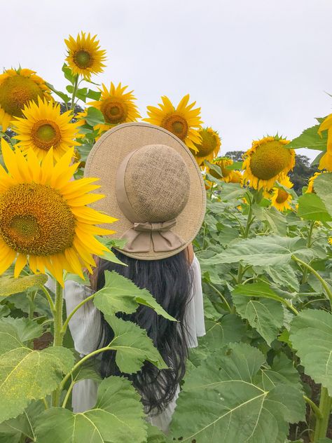 Sunflower Field Pictures, Field Pictures, Diy Fashion Scarf, Sun Flowers, Sunflower Garden, Sunflower Field, Fashion Scarf, Sunflower Fields, Inspirational Pictures