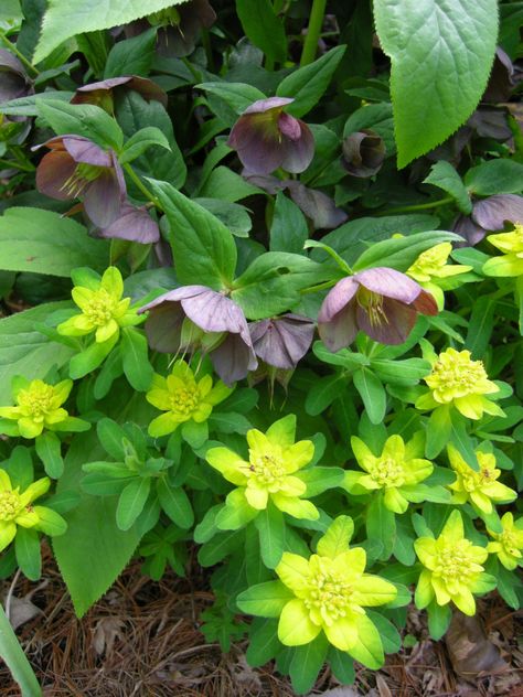 Planting Companions, Garden Border Plants, Shady Border, Euphorbia Polychroma, Euphorbia Plant, Plants For Shade, Planting Combinations, Northwest Garden, Shady Garden