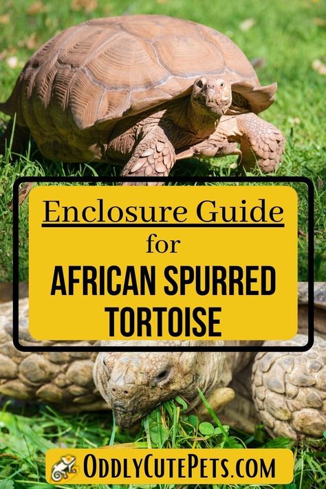 African spurred tortoise habitat & enclosure guide. Learn what it takes to keep this tortoise and the type of habitat they need to thrive. Click through for more. African Spurred Tortoise Habitat, Sulcata Tortoise Habitat Outdoor Diy, Large Tortoise Habitat Outdoor, Diy Sulcata Tortoise Habitat Indoor, Large Tortoise Enclosure, Large Sulcata Tortoise Habitat Outdoor, Desert Tortoise Habitat Outdoor, Sulcata Tortoise Habitat Indoor, Sulcata Tortoise Habitat Outdoor