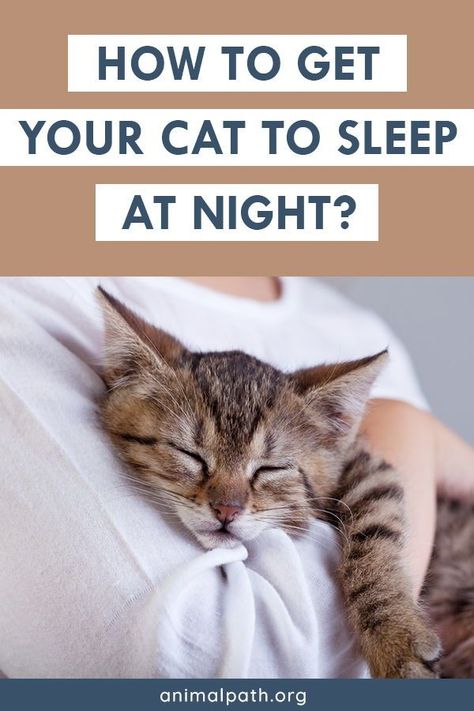 Cat Knowledge, The Little Rascals, Pets Stuff, Getting A Kitten, Little Rascals, Calming Cat, Sleeping Kitten, Cat Ideas, Kitten Care