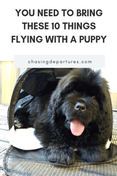 Flying with a Puppy: 10 Things You Need to Bring | When flying with a puppy, there are certain things you need to bring. | Chasing Departures | #pettravel #travel #travelingwithpuppy #flyingwithapuppy #pets #puppy Flying With Pets, Outdoor Pet Bed, Dog Friendly Vacation, Dog Travel Accessories, Puppy Pads Training, Pet Travel Bag, Flying Dog, Travel Things, Dog Essentials