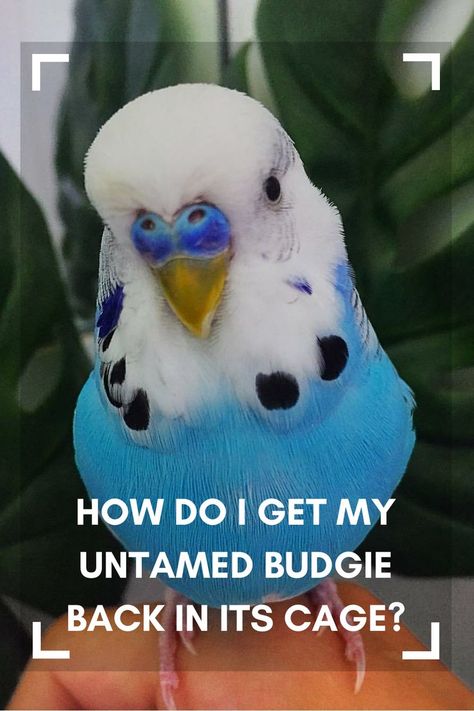 Budgie Cage Ideas, Parakeet Cage Ideas, Diy Parakeet Cage, Diy Budgie Toys, Budgie Cage Setup, Budgie Care, Zebra Finches, Budgie Cage, Budgie Toys