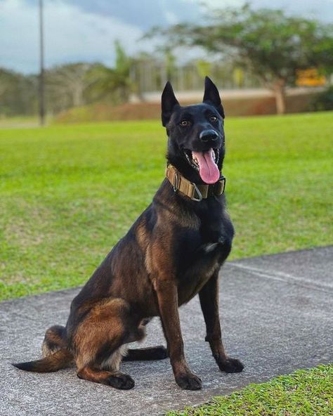 Belgian Malinois Full Grown, Belgian Malinois Mahogany, Mahogany Belgian Malinois, Berger Malinois, Dog Types, Belgium Malinois, Dog Breeds Pictures, Ibizan Hound, Cute German Shepherd Puppies