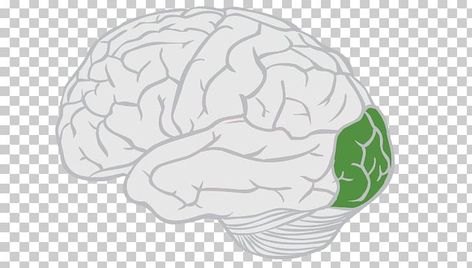 Lobes Of The Brain, Parietal Lobe, Brain Lobes, Temporal Lobe, Occipital Lobe, Brain Drawing, About Brain, Cerebral Cortex, Frontal Lobe