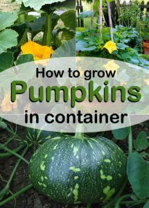 Grow Pumpkins In Containers, Growing Pumpkins In Pots, Planting Pumpkins In Pots, Pumpkins In Pots, Growing Pumpkins From Seeds In Containers, How To Grow Pumpkins Vertically, Pumpkins In Containers, Growing Pumpkins In Containers, Victory Garden Plans