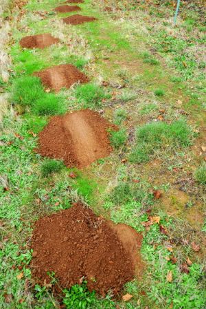 If gophers have taken up residence in your backyard, try one of these simple solutions to take back control. Get Rid Of Gophers In Yard, How To Get Rid Of Gophers In Yard, Mole Deterrent, Getting Rid Of Gophers, Small Orchard, Permaculture Homestead, Hillside Gardening, Mole Repellent, Vegtable Garden