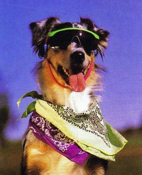 18 Awesome Cats N' Dogs Of The 80's Animal Dress Up, Retro Dog, In The Zoo, White Kittens, Dog Drawing, Cute Cats And Dogs, Dog Photos, Dog Accessories, Dog Pictures