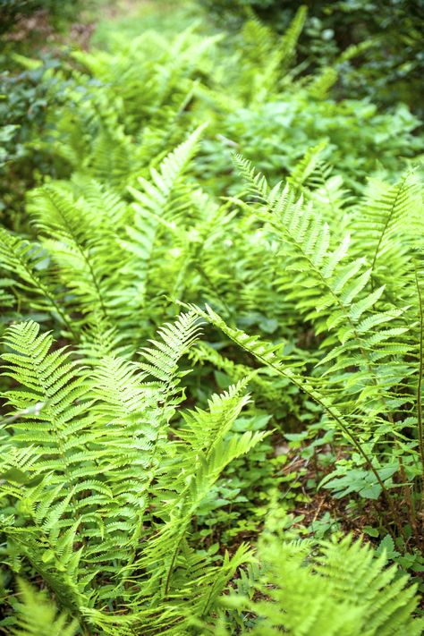 Ferns are attractive when used in the shady home garden. A large number of ferns withstand winter cold and summer heat, which makes them particularly useful in the landscape. Get more info in this article. Outdoor Ferns, Ferns Care, Ferns Garden, Gardening Zones, Fern Plant, Woodland Garden, Garden Care, Shade Plants, Hanging Basket