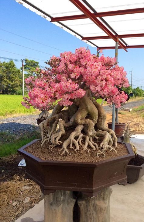 Adenium obesum is a species of flowering plant in the dogbane family, Apocynaceae, that is native to the Sahel regions, south of the Sahara, and tropical and subtropical eastern and southern Africa and Arabia. Common names include Sabi star, kudu, mock azalea, impala lily and desert rose. Impala Lily, Plants Names, Desert Rose Plant, Adenium Obesum, Bonsai Flower, Plant Hacks, Miniature Trees, Bonsai Plants, Garden Containers