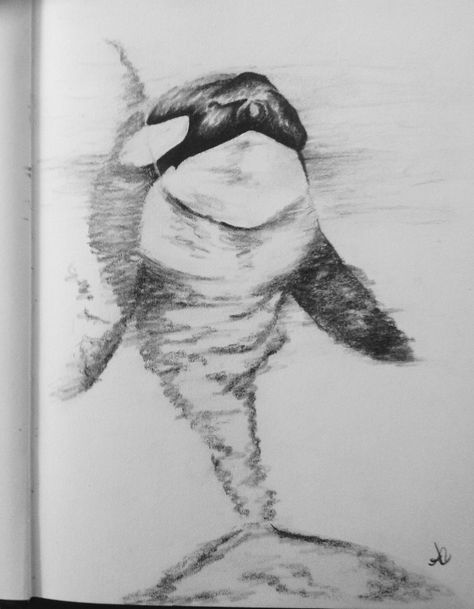 Simple Orca Drawing, Orca Drawing Reference, Sea Birds Drawing, Cute Orca Drawing, Orca Sketches, Orca Sketch, Orca Whale Drawing, Charcoal Sketches Easy, Simple Charcoal Drawing