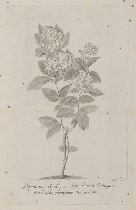 Jasminum sambac (L.) Aiton [as Jasminum arabicum foliis limonii… Jasminum Sambac Illustration, Jasminum Sambac, Nature Illustrations, Flower Line Art, Nature Illustration, Tattoo Idea, Wedding Season, Line Art, Vintage World Maps