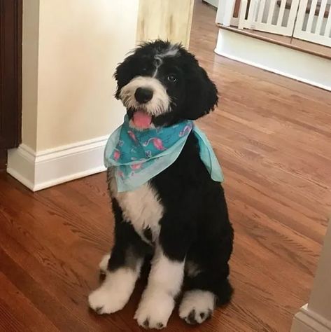 Black And White Aussiedoodle, Black And White Doodle Dog, Bernie Doodle Haircut, Calmest Dog Breeds, Borderdoodle Dogs, Bernadoodles Full Grown, Mini Bernedoodle Haircut Styles, Bernadoodle Haircuts, Bernard Doodle