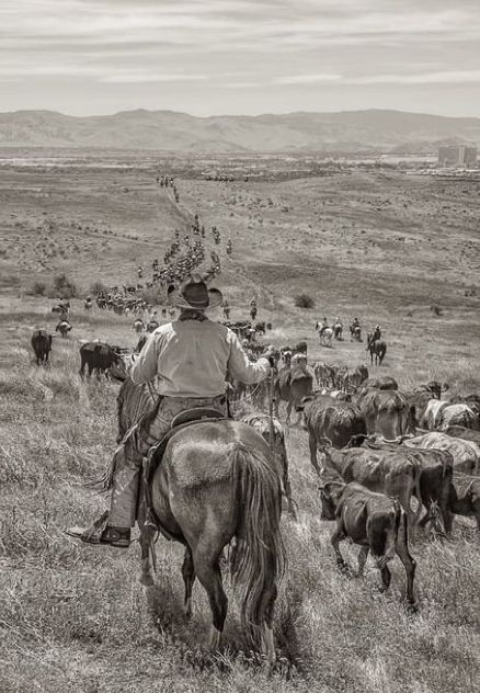 Western Aesthetic Wallpaper, Cowboy Photography, Wild West Theme, Time And Patience, Country Backgrounds, Western Prints, Western Photo, Cowboy Pictures, Cattle Drive