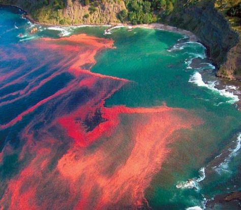 Trichodesmium erythraeum caused blooms in red sea Red Tide, Awesome Nature, Natural Phenomena, Amazing Nature, Natural Wonders, Nature Beauty, Natural World, Beautiful World, Wonders Of The World