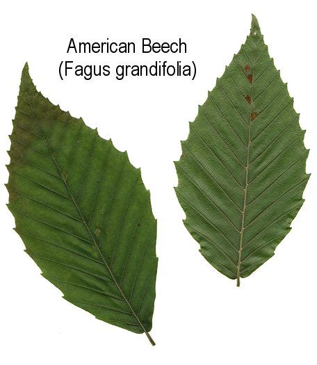 American Beech Leaf | Hardwoods Toothed Beech Tree Leaves, Beech Leaf, Plant Reference, Aspen Leaves, Chestnut Tree, Tree Project, American Chestnut, Tree Id, Aspen Leaf