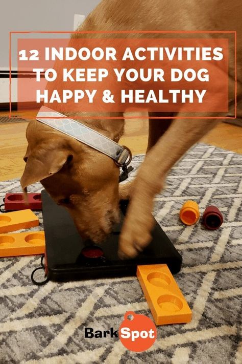 12 Indoor Activities To Keep Your Dog Happy On Rainy Days Big Dog Toys, Train Dog, Cool Dog Houses, Fun Indoor Activities, Puppy Drawing, Durable Dog Toys, Dog House Diy, Best Dog Toys, Dog Things