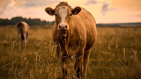 Animal Agriculture Responsible For 87% Of Greenhouse Gas Emissions | Plant Based News Species Extinction, Livestock Farming, Animal Agriculture, Habitat Destruction, Animal Habitats, Endangered Species, Power Plant, Pollution, Agriculture