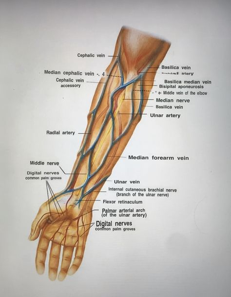 Ulnar Nerve, Visible Veins, Leg Veins, Median Nerve, Beautiful Drawings, Natural World, Quick Saves, Art