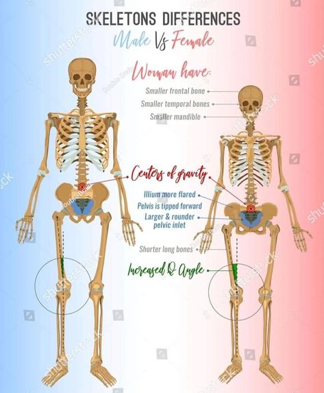 Human anatomy is such a wonderful subject to learn more about, as far as both the male & lady biological markers on the body are way different from each other. Body Anatomy Organs, Female Skeleton, Male Body Drawing, Girl Anatomy, Male Vs Female, Head Anatomy, Skeleton Anatomy, Man Anatomy, Anatomy Models