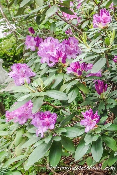 Rhododendrons are one of the prettiest bushes to grow in your shade garden. And whether you are looking for plants that are easy to grow, have the most fragrance or the best blooms, this list of different varieties makes choosing them for your landscape so much easier.  #fromhousetohome  #rhododendron #shadelovingshrubs #shadeplants #spring  #shadegarden Rhododendron Varieties, Shade Flowers Perennial, Cold Weather Plants, Shade Loving Shrubs, Regrow Vegetables, Evergreen Bush, Azalea Flower, Perennial Shrubs, Shade Flowers