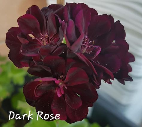 Ivy Geraniums, Park Rosé, Geraniums