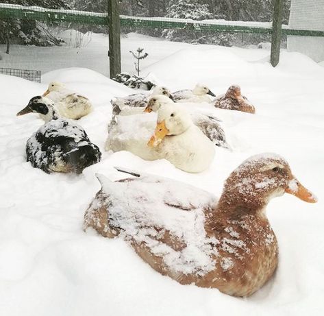 Walk In Duck Coop, Winterize Duck Coop, Best Duck Waterer, Cheap Duck Coop Ideas, Duck And Chicken Coop Together, Chicken And Duck Coop Combo, Ducks And Chickens Together, Duck Coop Ideas, Duck Housing