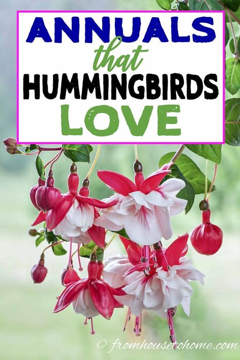 I love this list of plants that attract hummingbirds. Great ideas for flowers that can be added to your hummingbird garden design whether it is in shade or sun, or even in pots. | Birds In The Garden Ivy Geraniums, Hummingbird Plants, Attract Hummingbirds, Hummingbird Flowers, Best Flowers, Hummingbird Feeder, Hummingbird Garden, Image Nature, Dry Creek