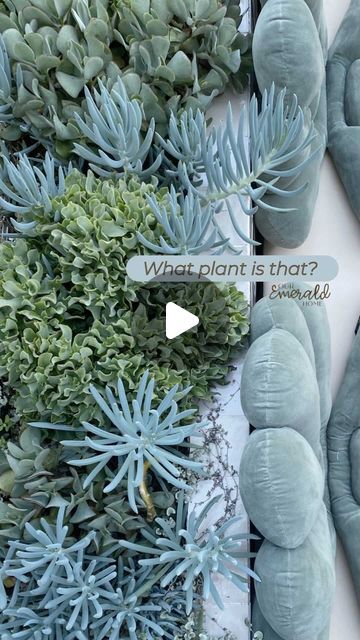 Carly + Josh | Interior Styling & Renovation on Instagram: "Most asked questions. What are the plants in your daybed?  Well here it is - Crassula bluebird ( Bluebird Jade) -Crassula ovata ( curly Jade) - senecio blue chalk sticks  - dicondra silverfalls . . . #garden #plants #yard #landscaping" Crassula Bluebird, Blue Chalk Sticks, Chalk Sticks, Pool Plants, Coastal Landscaping, Crassula Ovata, Most Asked Questions, Pool Landscaping, Bluebird