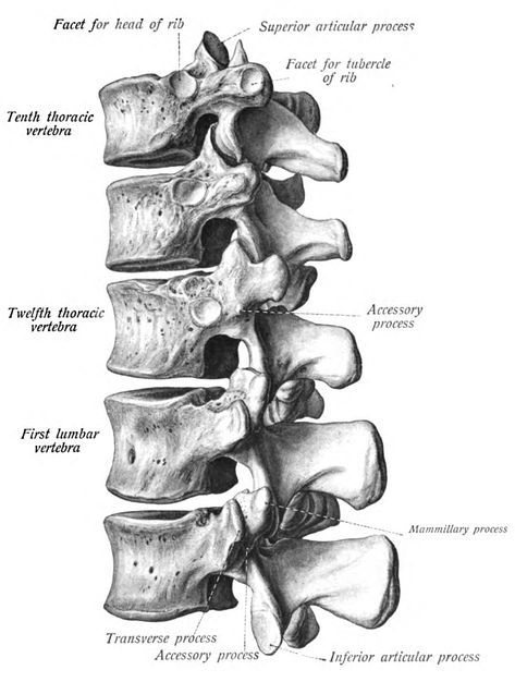 Tattoo Drawings Sketches, Bony Landmarks, Anatomical Illustration, Medical Images, Thoracic Vertebrae, Anatomy Images, Skull Anatomy, Anatomy Bones, Skull Reference