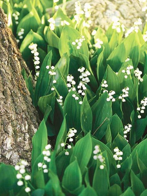 Don't let this little beauty fool you -- though it's small, lily-of-the-valley packs a big fragrance in its nodding white or pink bell-shape flowers: http://www.bhg.com/gardening/design/styles/fragrant-plant-favorites/?socsrc=bhgpin031014lilyofthevalley&page=10 Shopping Flowers, Spring Quote, Lily Valley, Flowers Growing, Fragrant Plant, Moon Garden, Have Inspiration, The Secret Garden, Luxury Flowers