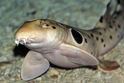 shark on ocean floor Epaulette Shark, Spider Species, Kolam Air, Species Of Sharks, Scary Animals, Hammerhead Shark, Discovery Channel, Dog Biting, Shark Week