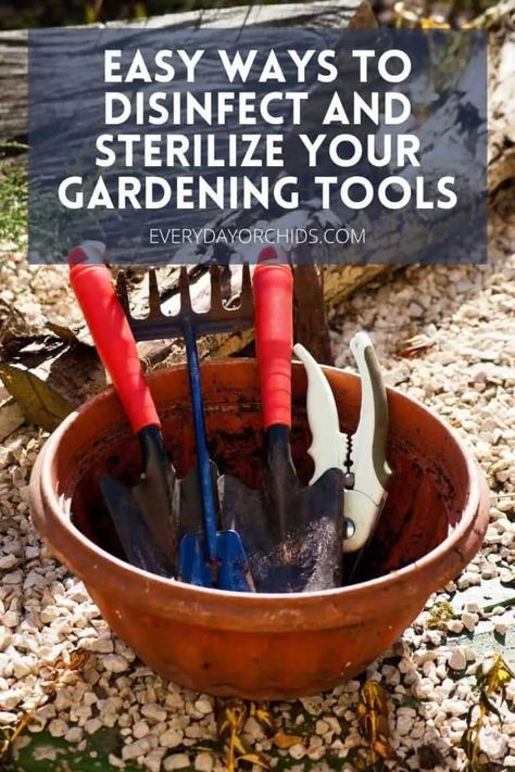 Clean Garden Tools, Gardening Shears, Repotting Orchids, Rose Plant Care, Best Garden Tools, Planting Tools, Gardening Gear, Garden Shears, Yard Care