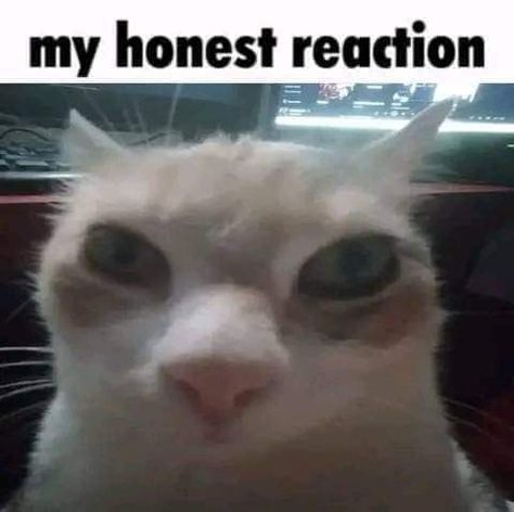 My Honest Reaction Cat, My Honest Reaction, Honest Reaction, My Reaction, Kitty, Tv, Memes, Animals