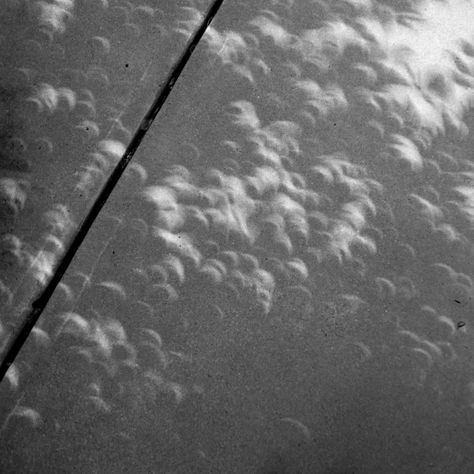 Solar Eclipse Shadow Play | Out of My Write Mind Solar Eclipse Shadows, Solar Eclipse Aesthetic, Eclipse Shadow, Eclipse Aesthetic, Solar Eclipse Photography, Eclipse Photography, Ash Tree, Shadow Play, Photo Essay