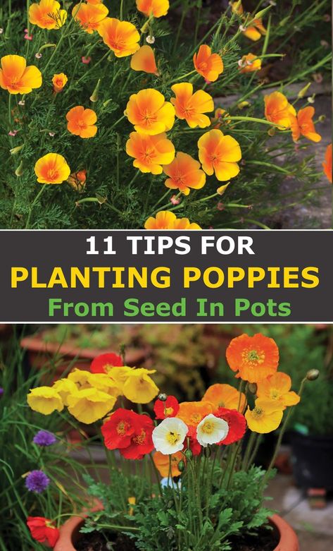 Planting Poppy Seeds, Growing Poppies, Planting Poppies, Decorations Items, Designing A Garden, Garden From Scratch, Papaver Somniferum, Poppy Garden, Garden Wedding Decorations