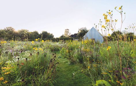 Wild Backyard, Naturalistic Garden, Prairie Planting, Prairie Garden, Into The West, Australian Garden, Coastal Gardens, Garden Elements, Garden Edging