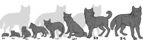 Wolf Anatomy, Canine Anatomy, Wolf Deviantart, Wolf Base, Wolf Pups, Wolf Drawings, Wolf Warriors, Canine Drawing, Dog Anatomy