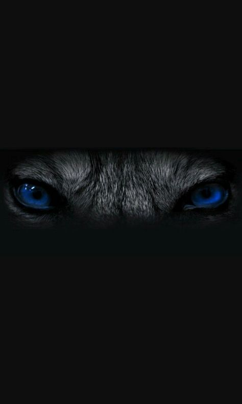 Wolf Eye Tattoo, Latin Tattoo, Blue Wolf, Wolf Eyes, Animal Eyes, Wolf Images, Wolf Face, Half Sleeve Tattoos For Guys, Martial Arts Workout