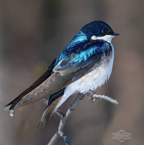 little bird. Tree Swallow, Bird Sitting, Airbrush Art, Bird Pictures, Pretty Birds, Bird Photo, Colorful Birds, Little Birds, Small Birds